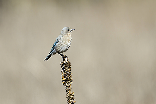 A female western bluebird is perched on a plant at Farragut State park in north Idaho.