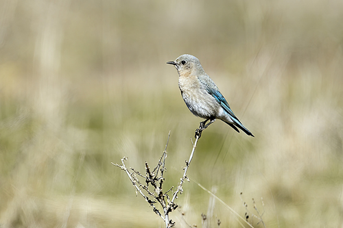 A female western bluebird is perched on a plant at Farragut State park in north Idaho.