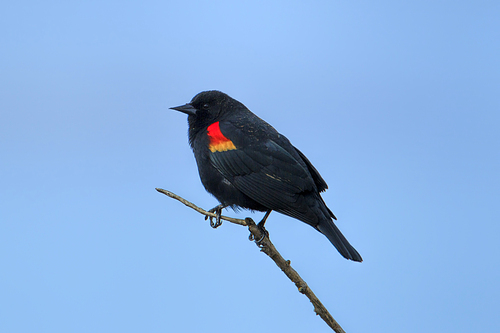 A red winged blackbird (Agelaius phoeniceus) perched on a twig in Hauser, Idaho.