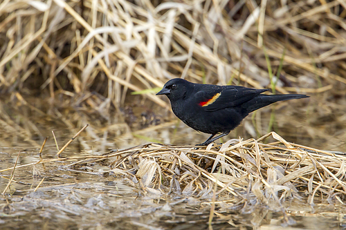 A red winged blackbird (Agelaius phoeniceus) in a marshy area in Hauser Lake, Idaho.