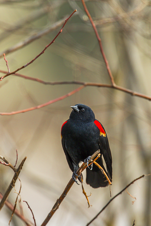 A red winged blackbird (Agelaius phoeniceus) perched in a tree in Hauser, Idaho.