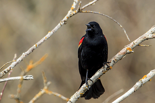A red winged blackbird (Agelaius phoeniceus) perched in a tree in Hauser, Idaho.