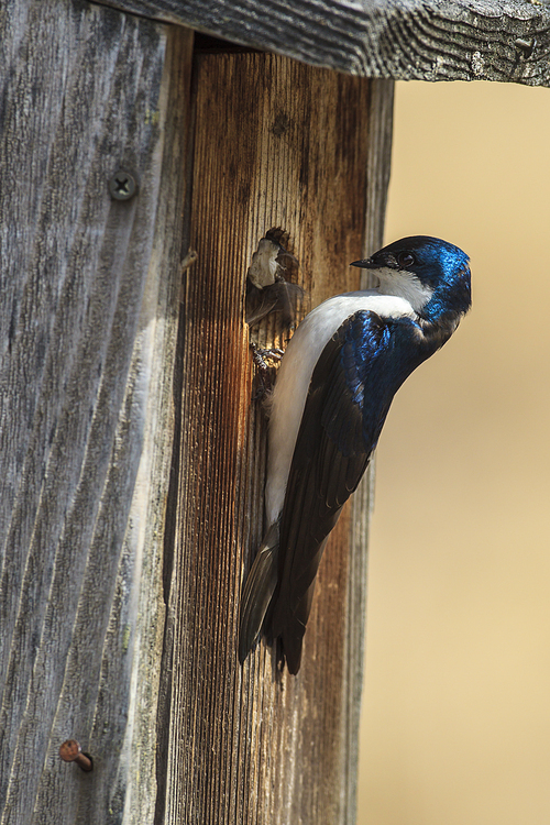 A cute little tree swallow (Tachycineta bicolor) perches on the side of a little bird house at Cougar Bay preserve in Coeur d'Alene, Idaho.