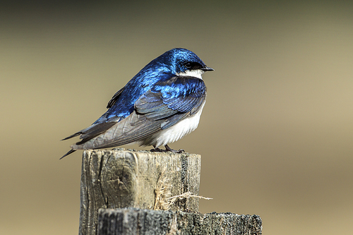 A cute little tree swallow (Tachycineta bicolor) perches on top of a post at Cougar Bay preserve in Coeur d'Alene, Idaho.