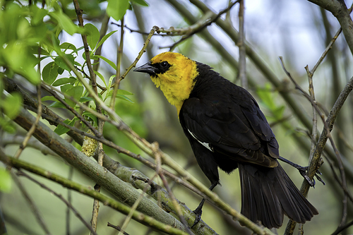 A close up of a yellow headed blackbird perched in a tree in Hauser, Idaho.