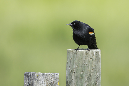 Red winged black bird is perched on a wooden post in Hauser, Idaho.