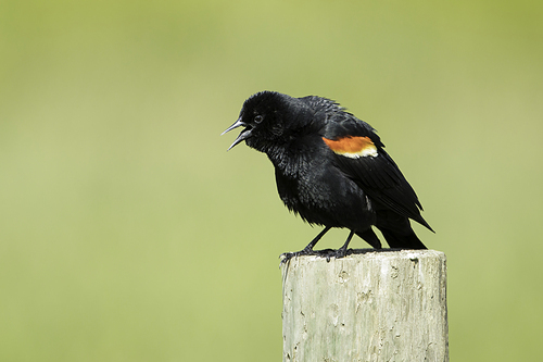 Red winged black bird is perched on a wooden post calling out in Hauser, Idaho.