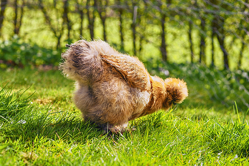 Silkie hen looking for food in fresh green grass in the springtime