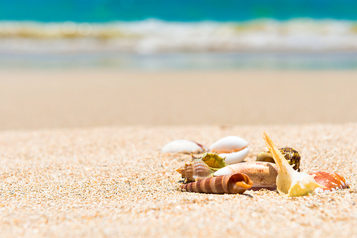 Sea shells on sand beach and blue water as summer holiday background