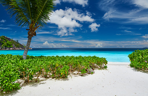 Beautiful Petite Anse beach with palm tree at Seychelles, Mahe