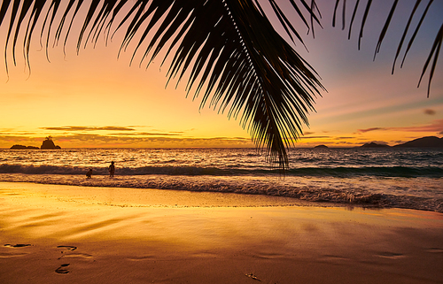 Beautiful sunset at Seychelles beach with palm tree, Mahe