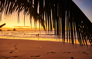 Beautiful sunset at Seychelles beach with palm tree, Mahe