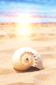 sea shell on a sand beach by water edge, instagram retro toned