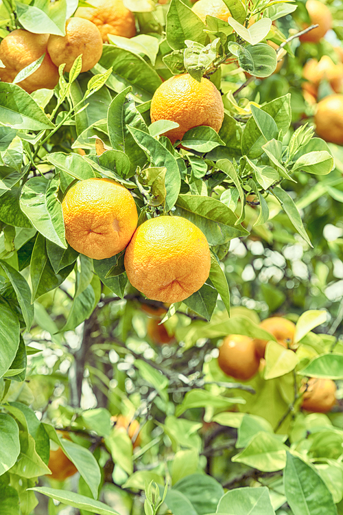 in cyprus the orange plant with empty sky in the background concept of healty and lifestyle