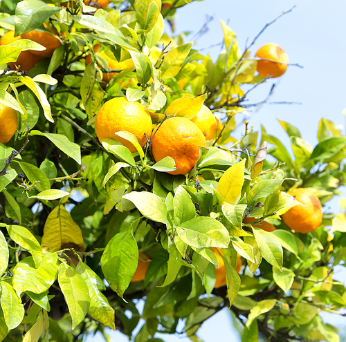 in cyprus the orange plant with empty sky in the background concept of healty and lifestyle