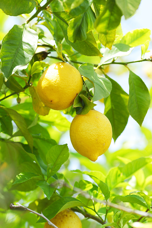 Lemon fruit close up hanging on tree brunch