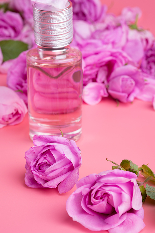 perfume bottle around may roses against pink background