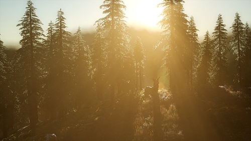 deer male in mountain forest at sunset