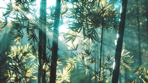 Asian Bamboo forest with sunlight