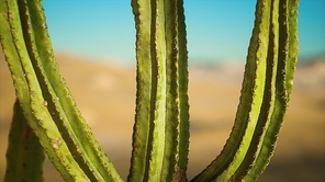 Saguaro Cactus on the Sonoran desert in Arizona