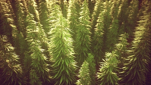 Field of green medial cannabis