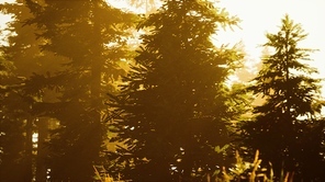 Misty forest to the rising day