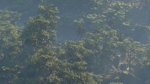 Fog covered jungle rainforest landscape