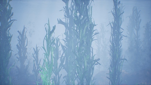 underwater grass forest of seaweed