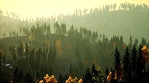 Sunlight in spruce forest in the fog on the background of mountains at sunset