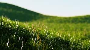 Green fresh grass as a nice background