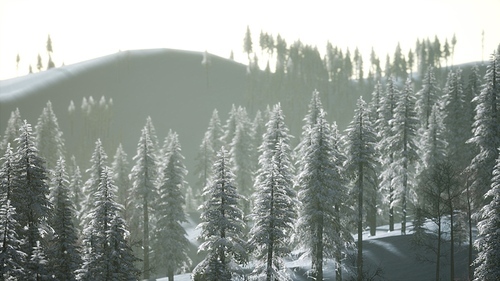 Aerial view of forest during cold winter morning