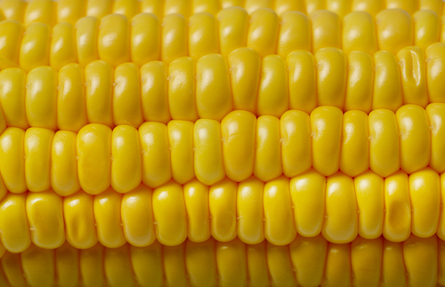 Ripe fresh organic sweet corncob closeup background