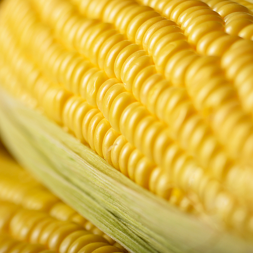 Ripe fresh organic sweet corncob with leaf closeup background