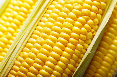 Ripe fresh organic sweet corncob with leaf closeup background