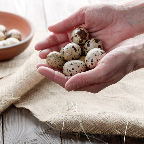 Fresh organic quail eggs in woman hands over wooden rustic kitchen table. Space for text