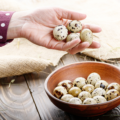 Fresh organic quail eggs in woman hands over wooden rustic kitchen table. Space for text