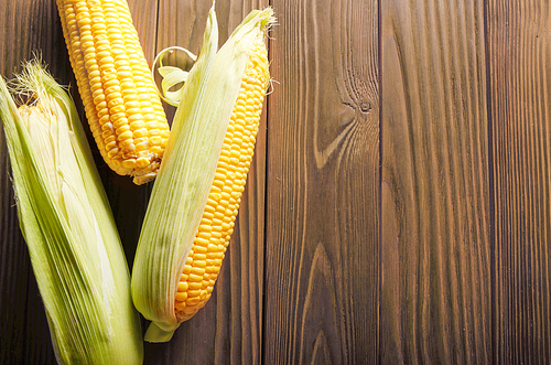 Flat lay view at Ripe fresh organic sweet corncobs on wooden table. Space for text