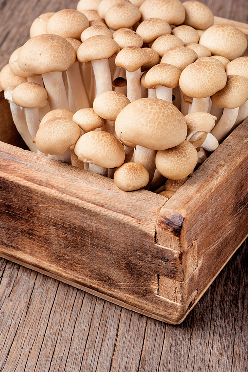 Fresh mushrooms on retro wooden table.Forest mushrooms