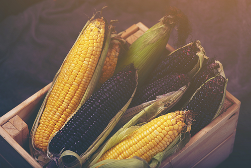 Multi-colored corn in the basket