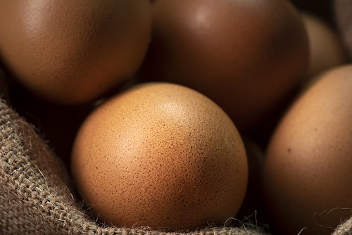 fresh chicken eggs, studio shot