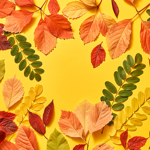 Congratulation fall multicolored frame on an yellow background with hard shadows, copy space. Flat lay.