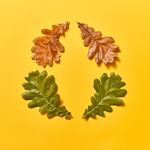 Decorative autumn frame from oak leaves dry and green on an yellow background with copy space. Congratulatory card. Flat lay.