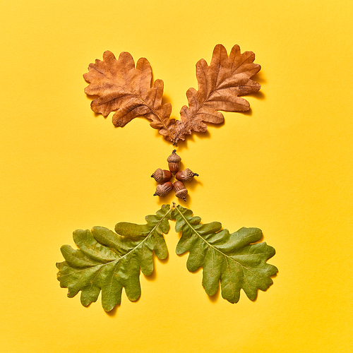 Decorative fall pattern from oak leaves dry and green with acorns seeds on an yellow background. Flat lay.
