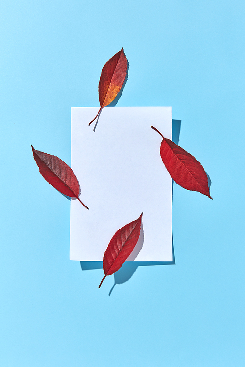 Invitation card from empty white paper sheet and four red colored autumn leaves with hard shadows and copy space. Flat lay.