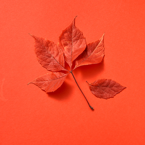 The autumn colorful foliage on a coral background with soft shadows, copy space. Flat lay.
