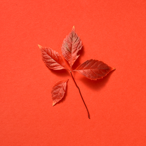 Red colored fall grape leaf with soft shadows on a coral background, copy space. Flat lay. Greeting card.