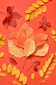 Greeting postcard handmade from colorful foliage on a coral background with soft shadows. Flat lay.