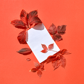 Festive handmade fall composition of blank card and red colored leaves on a coral background copy space. Flat lay.