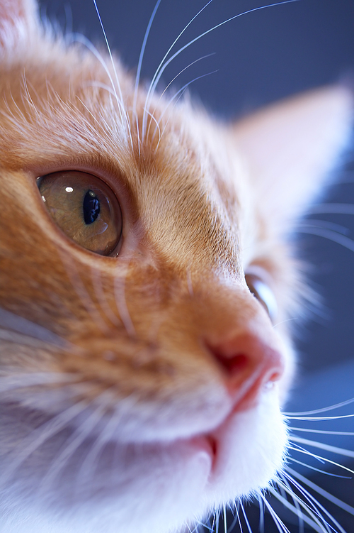 Attractive face of a red cat on a dark blue background