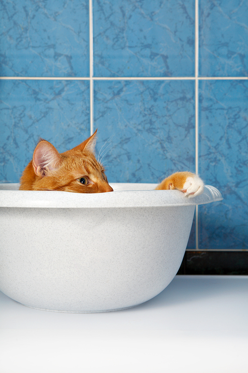 The amusing red cat lies in a basin in a bathroom